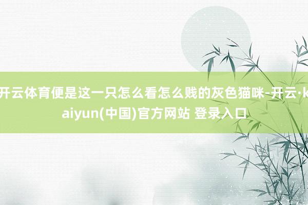 开云体育便是这一只怎么看怎么贱的灰色猫咪-开云·kaiyun(中国)官方网站 登录入口